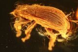 Fossil Broad-Nosed Snout Beetle (Entiminae) In Baltic Amber #362683-1